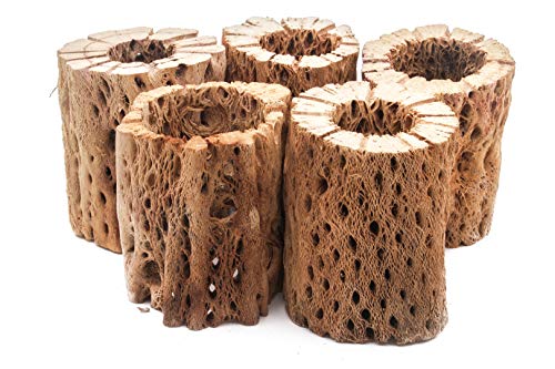 3, 6, 9, 12 Inch All Natural Teddy Bear Cholla Wood Extra Hollow Untreated Organic Aquarium Driftwood Decoration Chew Toy Shrimp Crab Cichlid Nano Tank Birds 1 or 5 Pieces (5 Pieces, 3 inch) - size: 5 Pieces, 3 inch