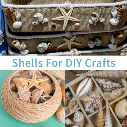 Natural Seashells Conch and 5pcs Natural Starfish, Various Sizes for Beach Themed Party DIY Crafts Fishtank Vase Fillers Home Wedding Decorations (Extra Large, 200g, 2-5cm)