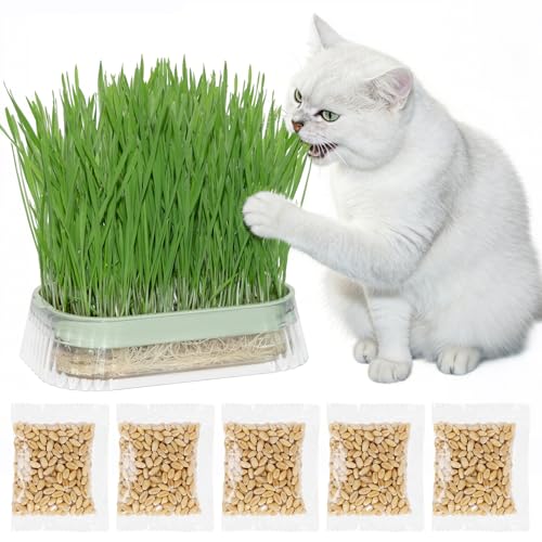 Cat Grass for Indoor Cats with 5 Pack Non GMO Wheat Seeds, Organic Grass Growing Kit, Soil-Free Planter, Perfect for Beginners, Cat Friendly Plants, Ideal Birthday Gift for Cat Lovers