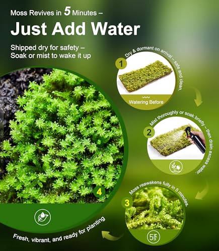 Live Moss 3-Pack for Reptile Enclosures & Terrariums,Fresh Reptiles Substrate | Mixed Varieties, Moisture-Holding Layer, Humid Hide Accent, Forest-Floor Look, Easy to Trim, For Geckos, Turtles, Snakes