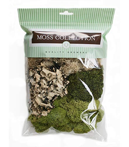 Variety Mix Moss, Preserved Moss, Original, Small 1-Pack | Preserved Moss for Crafts, Home Decor, Art, Design & DIY Projects, Non-Toxic, All Natural, Family Owned, USA Made - color: Original, size: Small 1-pack