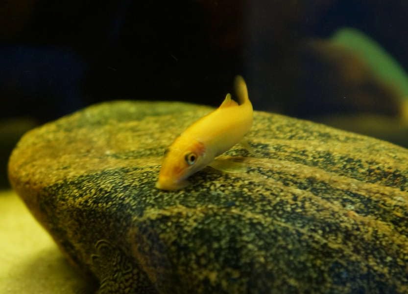 Swimming Creatures 2 Golden Suckerfish (Gyrinocheilos aymonieri) Freshwater Aquarium Fish Live 2.5-3.5cm