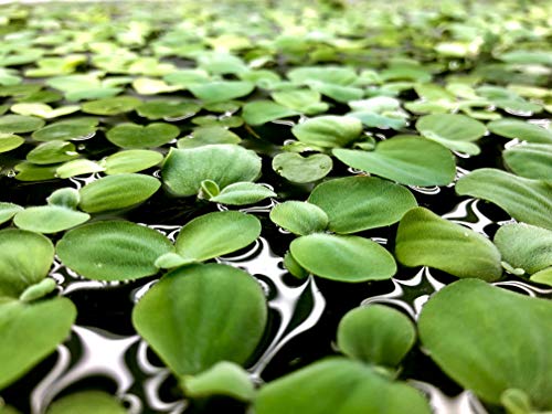 12+ Leaves Water Lettuce (Dwarf) + Invisible Feeding Ring — Live Floating Plant for Aquarium (Pistia stratioes) by Aquarigram - size: Plants + Invisible Feeding Ring (see video)