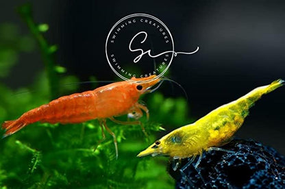 Swimming Creatures™ Premium Neocaridina Shrimp – Freshwater Aquarium Shrimp (10, Premium Mix (5 Colors)) - color: PREMIUM MIX (5 COLORS)