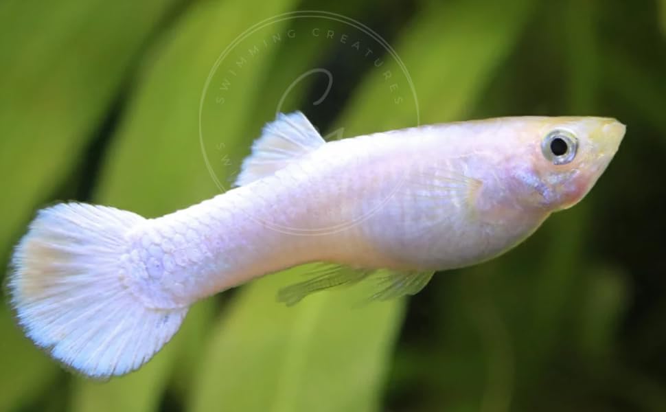 Swimming Creatures™ Tropical Live Guppy Freshwater Aquarium Fish (5 Platinum White Male Guppy) - color: 5 Platinum White Male Guppy