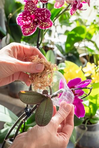 Better-Gro Premium Grade Orchid Moss - 100% Natural,Imported Sphagnum Moss for Orchids,Ferns,and Hostas,Excellent for Hanging Baskets and Propagating Plants - 190 Cubic Inches,(Pack of 2) - size: 190 cu. in. (Pack of 2)
