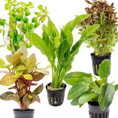 Swimming Creatures™ Live Aquarium Plants (5 Potted Plants) - color: 5 Potted Plants