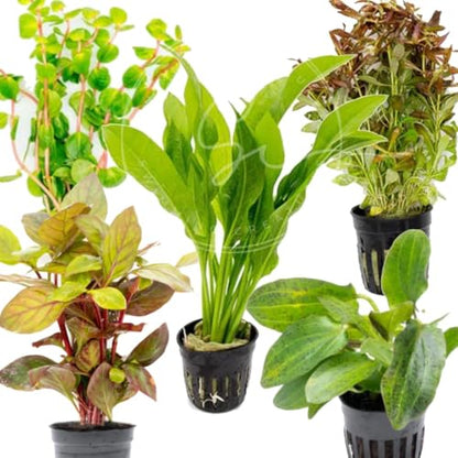 Swimming Creatures™ Live Aquarium Plants (5 Potted Plants) - color: 5 Potted Plants