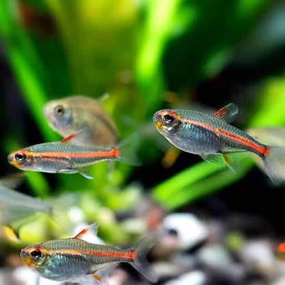 Swimming Creatures™ 12 Glowlight (Glo-Lite) Tetra (Hemigrammus erythrozonus) – Tropical Freshwater Aquarium Fish Live