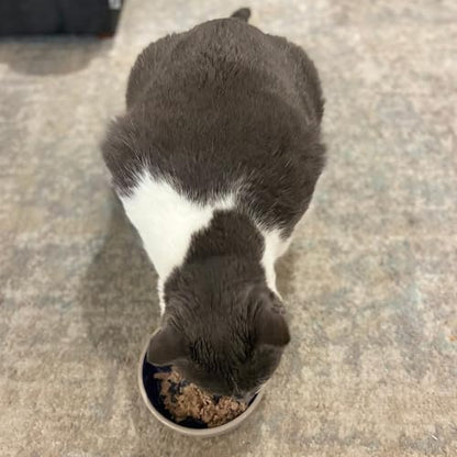 SPOT Ceramic Dish - Whisker-Friendly, Low-Edge Saucer for Cats, Birds, Reptiles, Ideal for Wet or Dry Food, Dishwasher Safe, 5.25-inch Diameter, Capacity: 2 Cups (16 Oz)