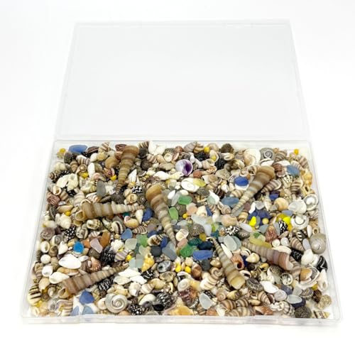900 Pcs Sea Shells for Crafting,0.11-2.7in Mixed Mini Seashells with Sea Glass for Decorating,Small Shells for Craft,Beach Themed Party Wedding,Fish Tank Vase Filler (900pcs)