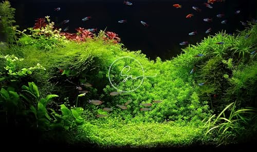 Swimming Creatures™ Live Aquarium Plants (Java Moss (50sq inch Portion)) - color: Java Moss (50sq inch Portion)