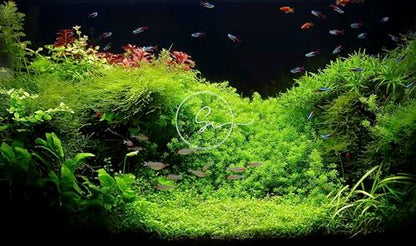 Swimming Creatures™ Live Aquarium Plants (Java Moss (50sq inch Portion)) - color: Java Moss (50sq inch Portion)