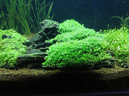 Foreground Potted Live Aquarium Plants | Freshwater Aquatic Plants for Aquariums (Potted Dwarf Baby Tears) - color: Potted Dwarf Baby Tears