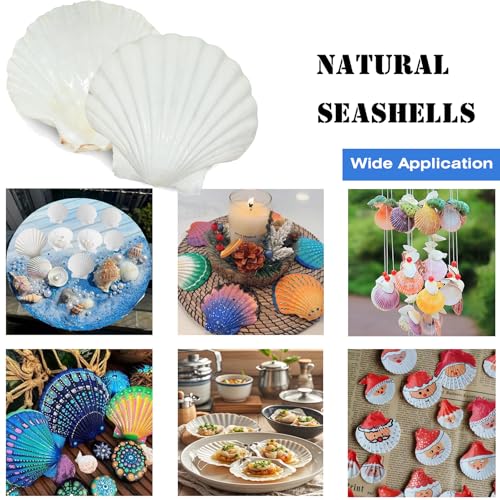 12PCS Large Natural Scallop Shells 4''-5'' White Sea Shells for DIY Craft Making, Hand Painting, Ocean Themed Party and Home Décor - size: XL-12pcs