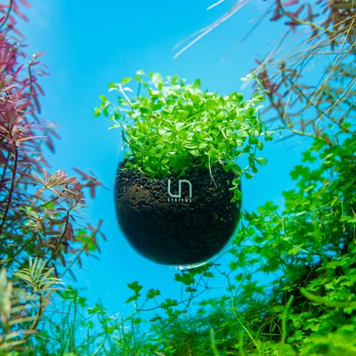 Ultum Nature Systems Glass Cup - Glass Plant Holder/Coral Isolation for Aquarium, Fish Tank Planter, Aquatic Plant Pot w/Clear Suction Cups, Hanging Glass Pot, Aquascape Decorations - 1 Pc