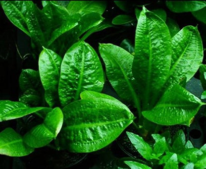 Echinodorus Parviflorus Rosette Amazon Sword Live Aquarium Plant Rooted Bundle for Freshwater Aquatic Tank Decorations by Mainam