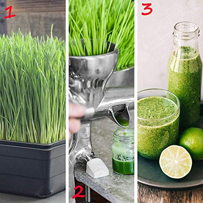 Handy Pantry 10" x 10" Garden Growing Trays with Drain Holes - 5-Pack | Recyclable Plastic Plant Trays for Wheatgrass, Microgreens, Hydroponic Growing, Nursery Flats, Greenhouse Supplies