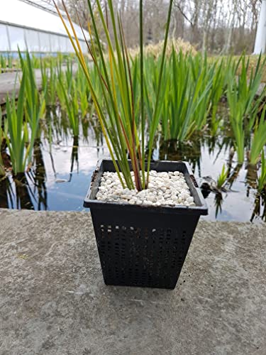 PondH2o 7 Inch (18cm) Square Plastic Slotted Mesh Baskets for Water Garden Pond Pond Plants or Flowers | Value 6 Pack, Aquatic Planting Nets Pots for Ponds, Aquariums, Aquaponics, Hydroponics