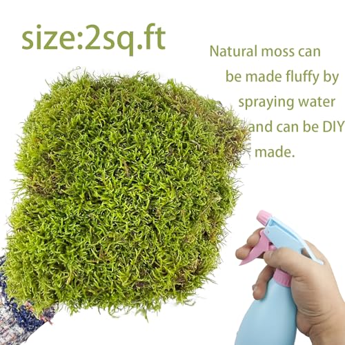 Preserved Moss for Crafts Potted Plants 2 sq.ft. Dried Natural Preserved Moss Mat Green Moss for Planters Crafts Woodland Decor Garden Party Decorations Wall Art DIY Project Green