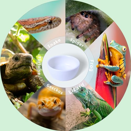 6 Pcs Spider Micro Ceramic Water Bowl, Mini Pet Dish for Spider (1.5 oz) - size: 1.5 oz