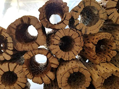 3-48 Inch All Natural Teddy Bear Cholla Wood Extra Hollow Large Untreated Organic Aquarium Driftwood Decoration Chew Toy Shrimp Crab Cichlid Nano Tank Birds 1 or 5 Pieces (1 Piece, 15 inch) - size: 1 Piece, 15 inch