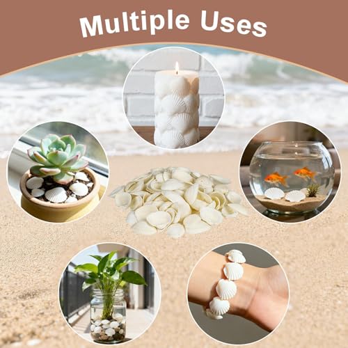 MAQIHAN Natural White Seashells for Crafts - Small Clam Shells 0.8-1.2 in | Tiny Natural Seashells for DIY Crafting, Vase Filler, Beach Wedding, Coastal Decor, Resin Art, Party Tables & Home Displays - style: White