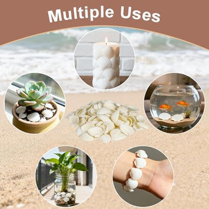 MAQIHAN Natural White Seashells for Crafts - Small Clam Shells 0.8-1.2 in | Tiny Natural Seashells for DIY Crafting, Vase Filler, Beach Wedding, Coastal Decor, Resin Art, Party Tables & Home Displays - style: White