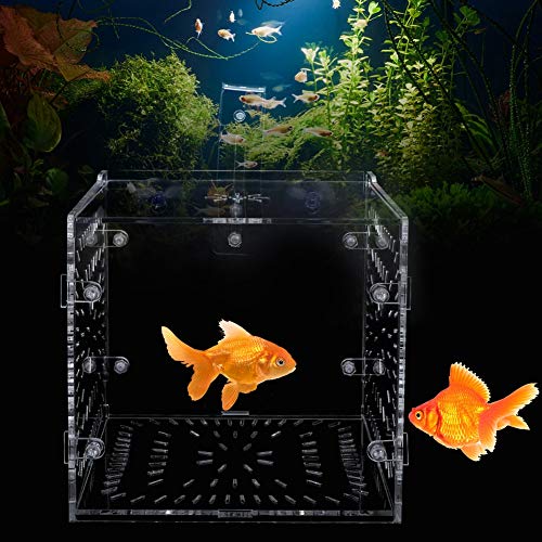 Acrylic Fish Breeding Box 20x20x20cm Mesh Rearing Trap for Baby Shrimp Clownfish Guppy, Isolation Board Prevents Adult Attack, Adjustable Suction Cup Fixation for Aquarium Hatchery - size: 15CM*15CM*15CM