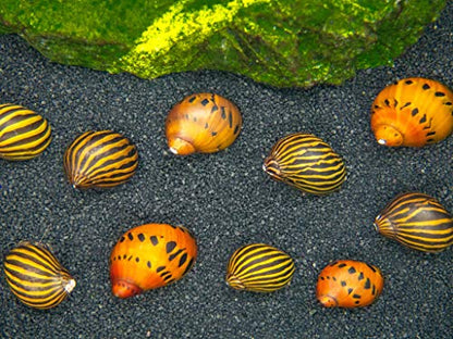Aquatic Arts Nerite Snail Combo Pack: 20 Zebra, 20 Tiger | Nano Tank Snail | Safe with Betta/Tetra/Guppy Fish or Dwarf Shrimp Aquariums - size: 20-SNAILS-EACH