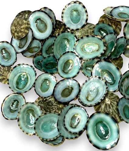 Sea Shells for Crafting, 40pcs of Small Seashells for Crafts and Decorating | 0.5" - 1" inch real green limpet shells for DIY crafts, jewelry making, decoration, centerpieces, vase filler and more - color: Green Limpet - 40