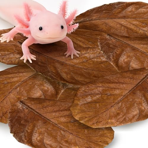 SunGrow 10 Pack Axolotl Indian Almond Leaves for Aquarium, 8-Inches, Catappa Leaf Soothes Pet’s Slime Skin, Aquarium Water Conditioner Leaves Improves Tank Water Quality, Speeds Up Recovery Process - style: Large (8")