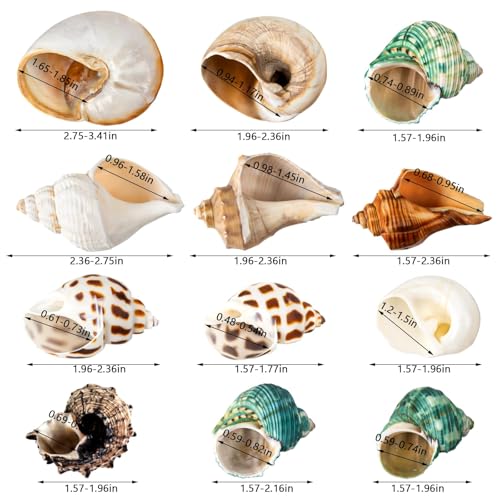 12PCS Hermit Crab Shells 1.6"-3.2", Growth Turbo Seashells | Natural Sea Conch Shell for Small to Medium to Large Crabs, Saltwater Hermit Crab Accessories and Sea Shells for Beach Decor