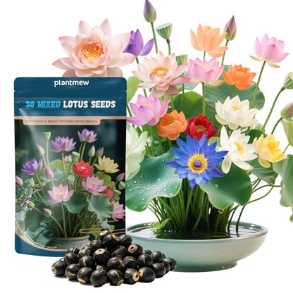 Lotus Seeds for Planting in Water – 30 PCS Mixed Bowl Lotus Seeds, Water Lily & Water Plants for Ponds, Live Pond Plants for Outdoor Ponds, Floating Pond Plants – Indoor Bonsai, Garden, Koi Pond - size: 30pcs Bowl Lotus Seeds for Panting