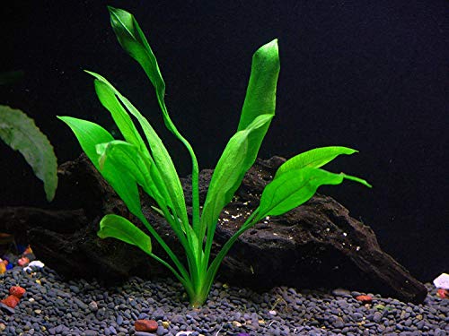 Potted Live Aquarium Plants | Freshwater Aquatic Plants for Aquariums (Amazon Sword) - color: Amazon Sword