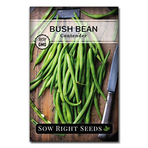Sow Right Seeds - Contender Bush Bean Seed for Planting Green Beans Garden | Plant stringless non-GMO heirloom variety for home outdoors vegetable gardening. Popular fresh veggies for growing outside.
