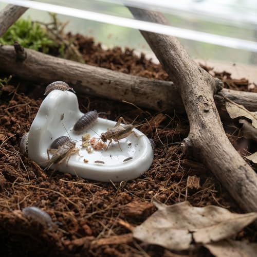 10 Pcs Isopod Feeding Dish Cricket Feeder Bowl for Isopods Springtails Dubia Roaches Tiny Bugs (White)