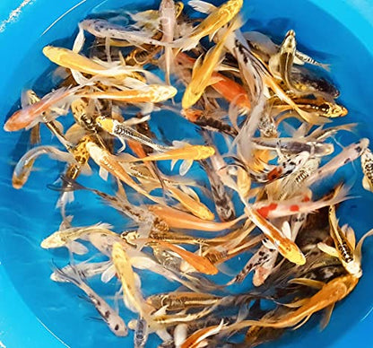25 Lot 2”-4” Live Koi Fish for sale overnight Shipping PKF