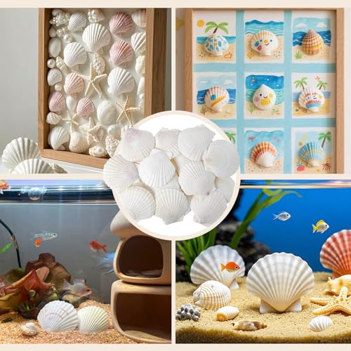 50 PCS Natural Sea Shells 1.6" to 2" White Scallop Shells for DIY Painting Crafts, Wedding Decor, Beach Theme Party, Aquarium Fish Tank and Vase Filler