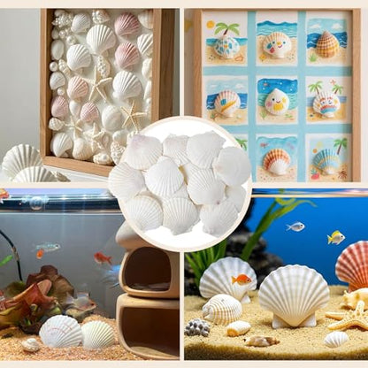 50 PCS Natural Sea Shells 1.6" to 2" White Scallop Shells for DIY Painting Crafts, Wedding Decor, Beach Theme Party, Aquarium Fish Tank and Vase Filler