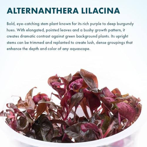 Live Plants - Purple Scarlet Temple (Alternanthera lilacina) - Moderate to High Light Reddish Purple Stem Plant for Midground to Background Aquascapes - Tissue Culture Cup - color: Alternanthera Reineckii Lilacina Red Stem