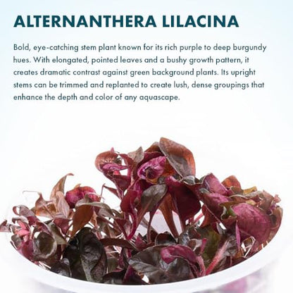 Live Plants - Purple Scarlet Temple (Alternanthera lilacina) - Moderate to High Light Reddish Purple Stem Plant for Midground to Background Aquascapes - Tissue Culture Cup - color: Alternanthera Reineckii Lilacina Red Stem