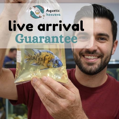 Norman's Lampeye Killifish (Pack of 6 Fish) - Aquarium Exotic Freshwater Live Fish
