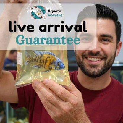 Norman's Lampeye Killifish (Pack of 6 Fish) - Aquarium Exotic Freshwater Live Fish