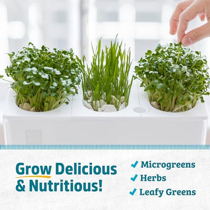 Back to the Roots Indoor Aquaponic Garden - 3 Gallon Self Watering, Mess-Free Planter and Self-Cleaning Fishtank for Herbs, Microgreens, Bamboo, Succulents, and Houseplants, support Fish - size: Deluxe, style: Aquaponic Fish Tank