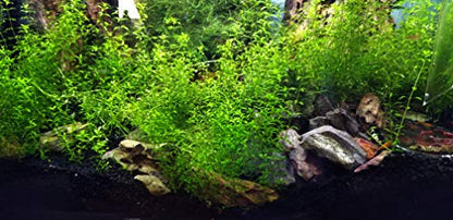 Aquarium Ohko Dragon Stone Rock Mixed Sizes - size: TINY PIECES 5 LB