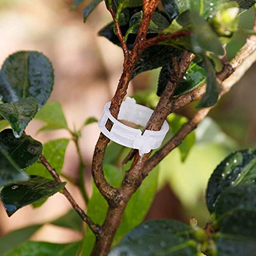 Spencer 100 Pcs Plant Support Clips, Tomato Vine Clips, Plastic Greenhouse Garden Support Trellis Clips for Tomato Vine Plants Fruits Vegetables Flower to Grow Uprightly and Healthily, 1.18” Diameter - size: 100 Pcs