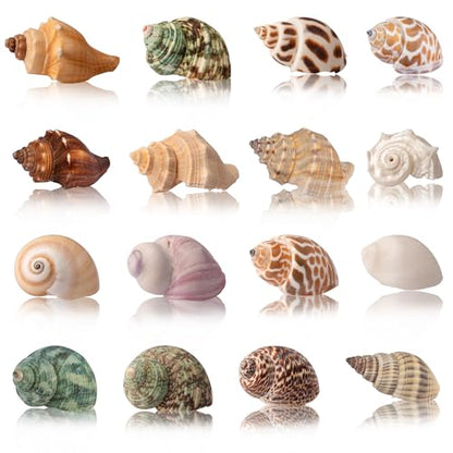 Hermit Crab Shells 40 PCS Natural Sea Conch for Replacement Shells and Small Fish Breeding Houses Conch Size 1-9 cm，Opening Size 0.5-3cm，for DIY Crafting Vase Fillers Party Home Seaside Decoration