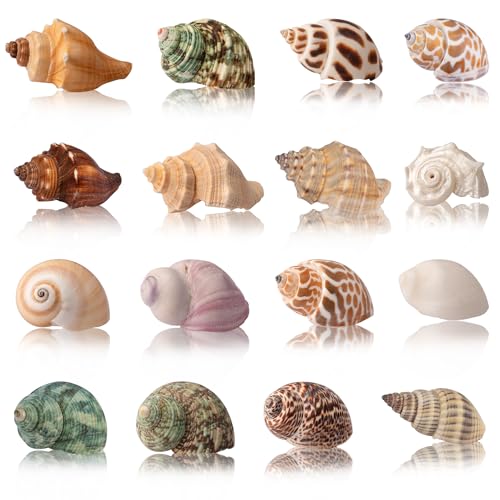 Hermit Crab Shells 40 PCS Natural Sea Conch for Replacement Shells and Small Fish Breeding Houses Conch Size 1-9 cm，Opening Size 0.5-3cm，for DIY Crafting Vase Fillers Party Home Seaside Decoration - color: White