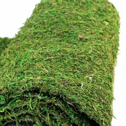 Galápagos (05094) CrashPad, Mossy Terrarium Liner, Natural, 18 x 36 in